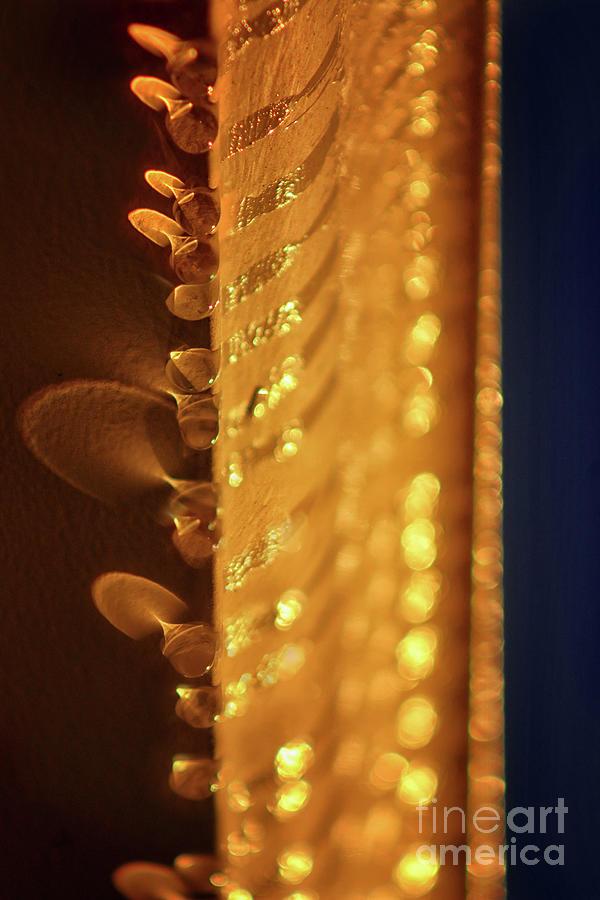 Golden Honey Dew Photograph by Karen Adams