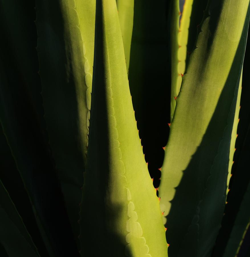 Golden Hour Agave Photograph by Bill Tomsa