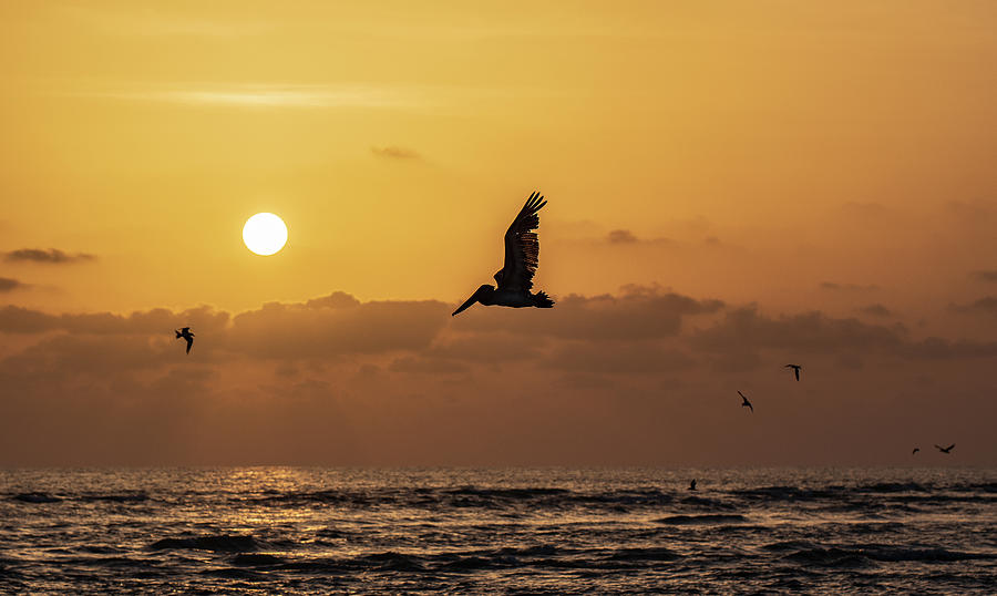 Pelican Photograph - Golden Hour at Blind Pass by Edward Saternus