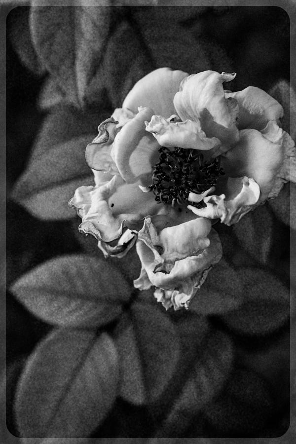 Golden Hour Black and White Rose Photograph by Windy Craig