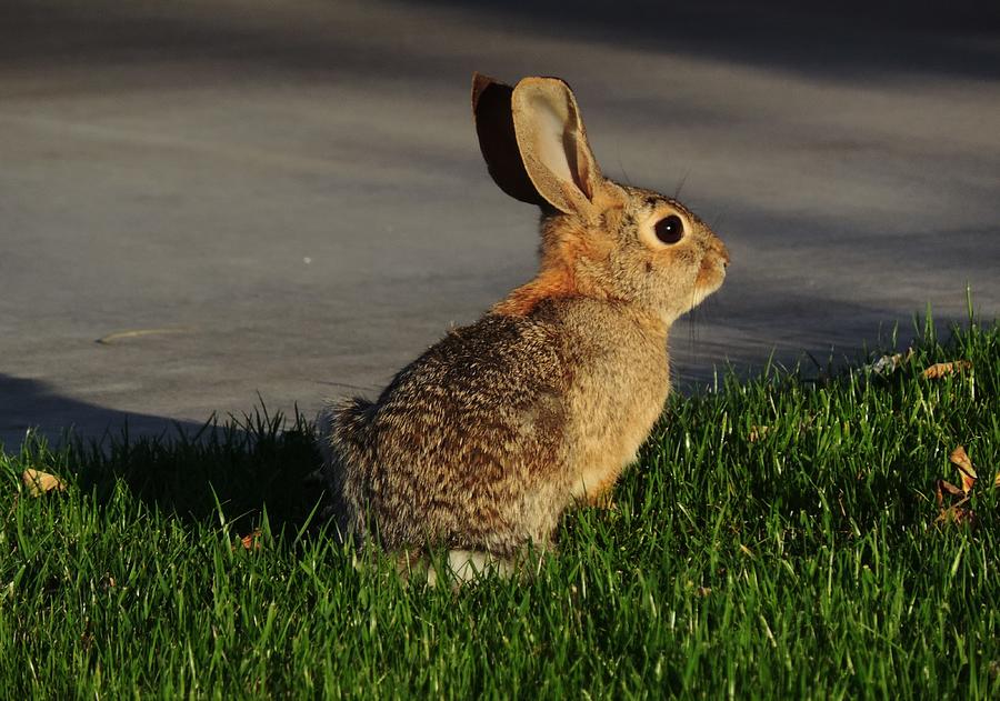 Golden Hour Bunny Photograph by Bill Tomsa