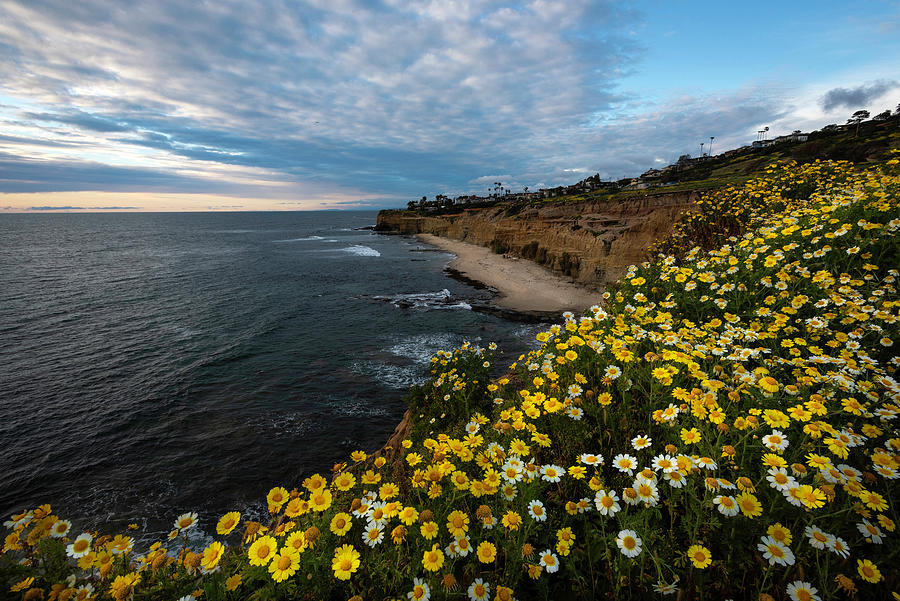 Golden Hour Coastal Bloom Photograph by Scott Cunningham