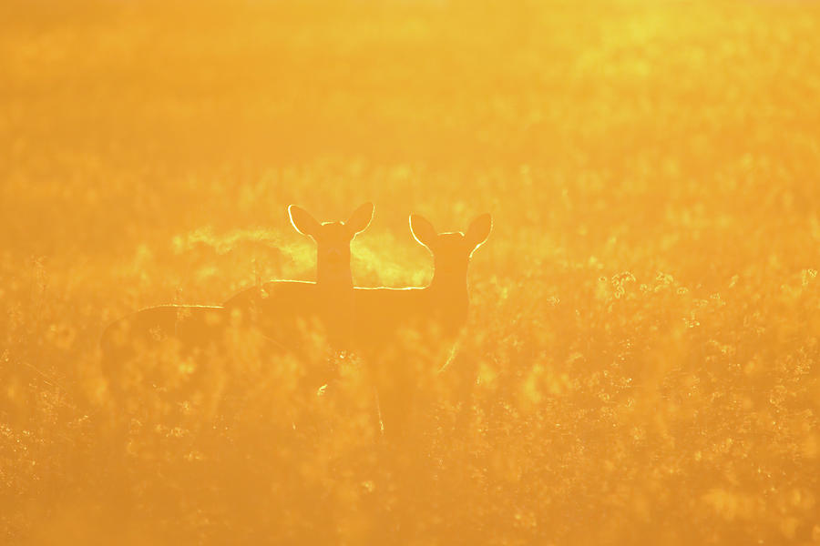 Golden Hour Deer Photograph by Brook Burling