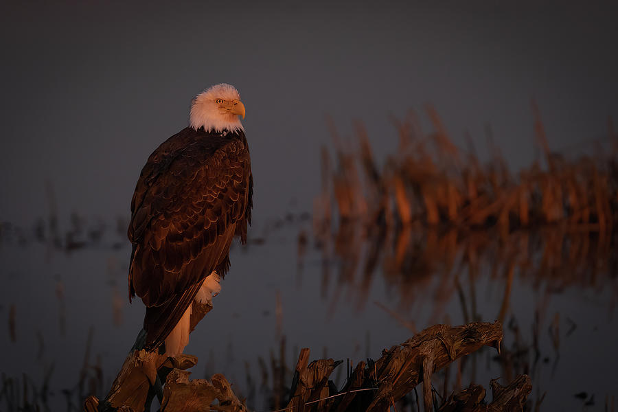 Golden Hour Eagle Photograph
