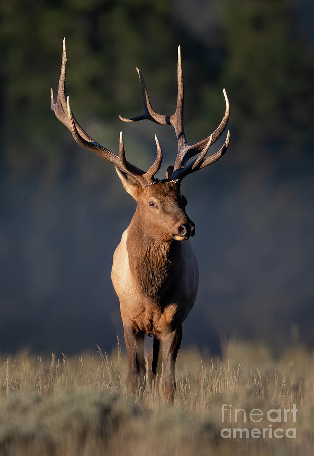 Golden Hour Elk Photograph by Brad Schwarm