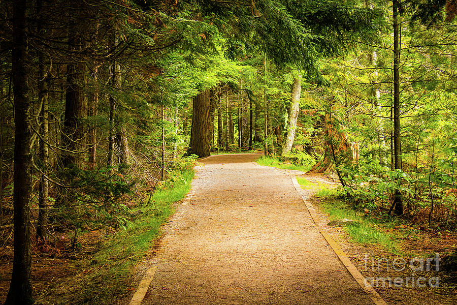 Golden Hour Forest Trail - A Scenic Path Through the Woods Photograph by Brigitte Blanchette Thompson Golden Hour Forest Trail - A Scenic Path Through the Woods Photograph by Brigitte Blanchette Thompson