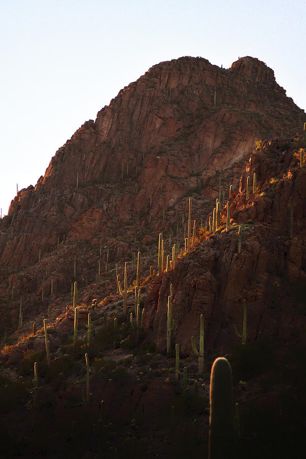 Golden Hour Glow, Tucson Mountains, Arizona Photograph by Chance Kafka