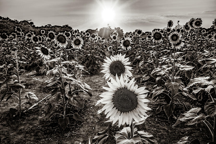 Golden Hour In A Kansas Sunflower Field - Sepia Edition Photograph by Gregory Ballos
