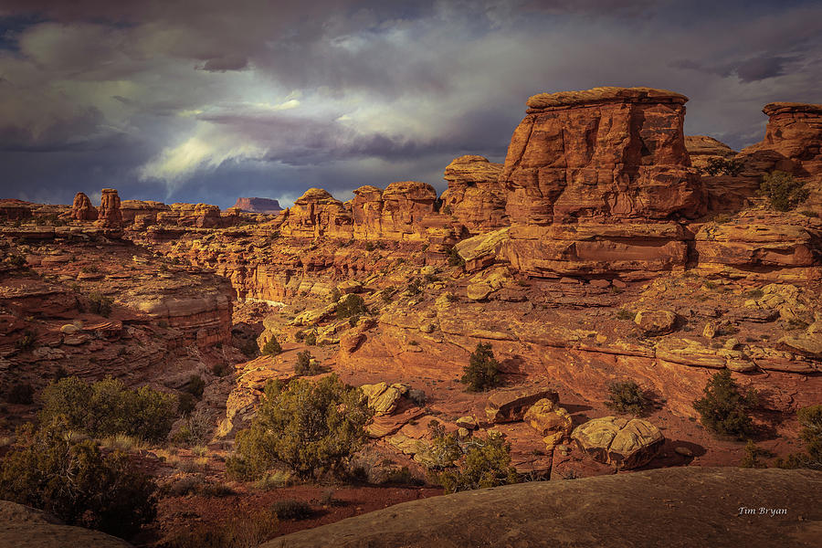 Canyonlands National Park Photograph - Golden Hour in Big Spring Canyon by Tim Bryan