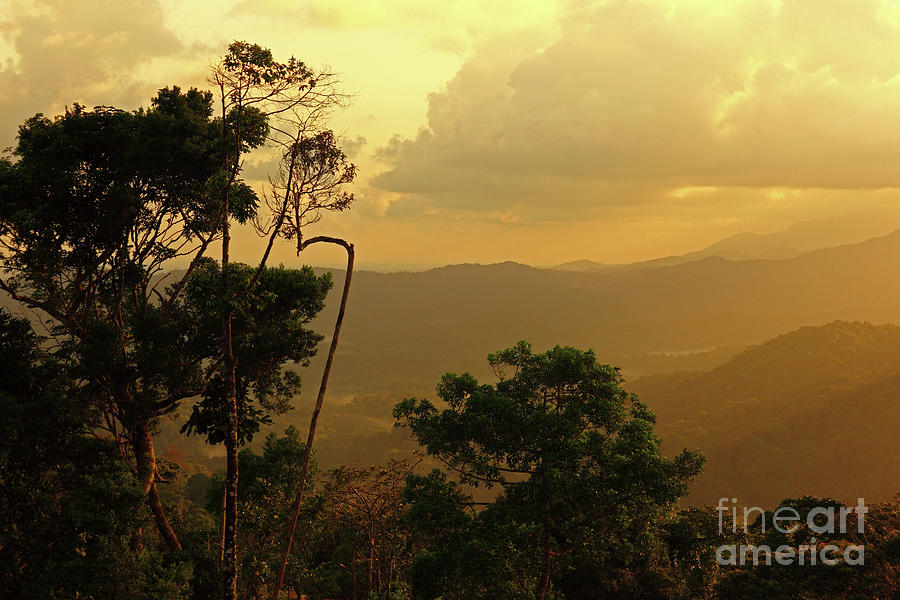 Golden hour in montane forests Comarca de San Blas Panama Photograph by James Brunker