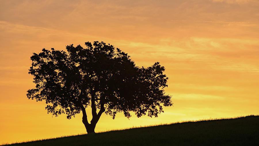 Tree Photograph - Golden Hour by Joseph Smith