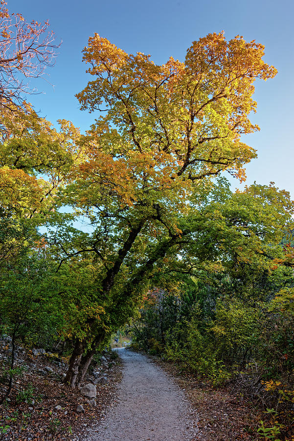 Golden Hour Light Over Bigtooth Maples - Lost Maples Texas Hill Country Photograph by Silvio Ligutti