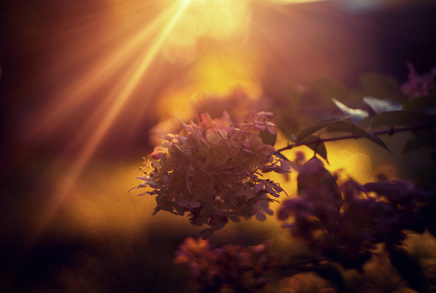Golden hour light over hydrangea Photograph by Lilia D