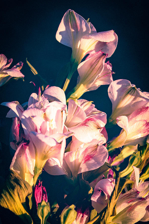 Golden Hour Lilies  Photograph by W Craig Photography