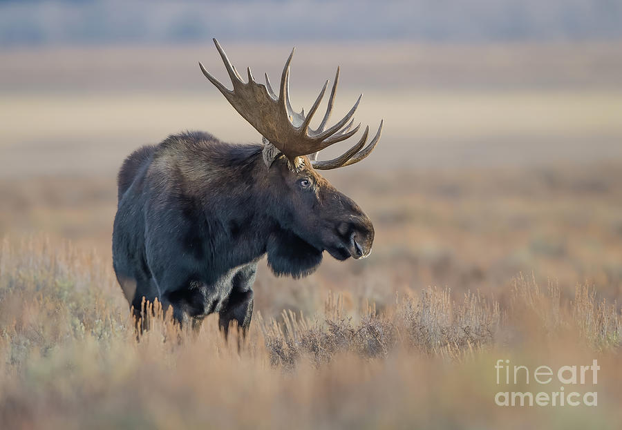 Golden Hour Moose Photograph by Brad Schwarm