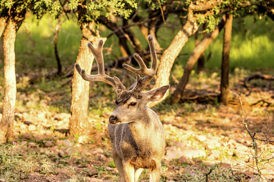Deer Photograph - Golden Hour Mule Deer 001511 by Renny Spencer