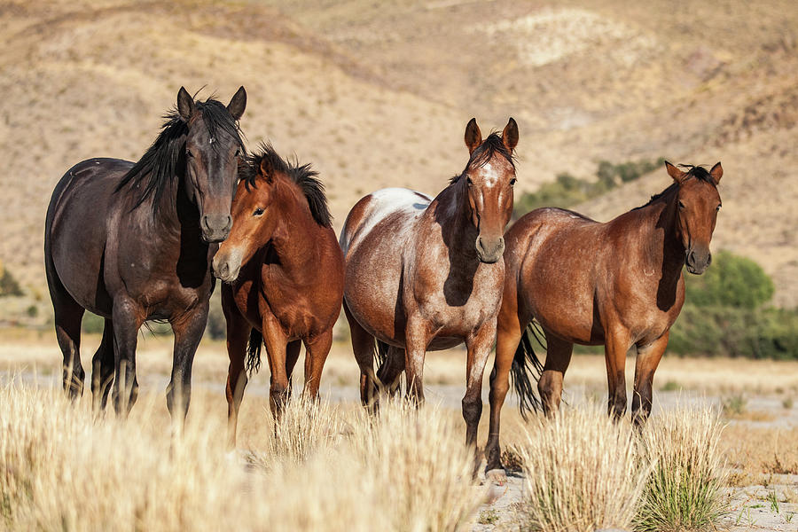 Golden Hour Photograph by Sally Hanrahan - Fine Art America