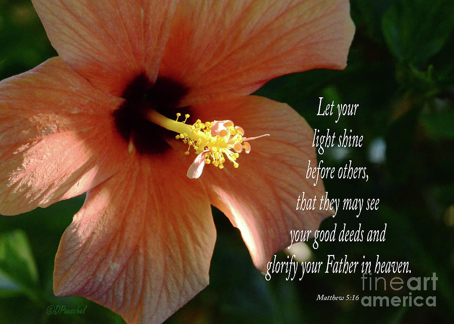 Golden Hour Shades on Hibiscus Photograph by Debby Pueschel