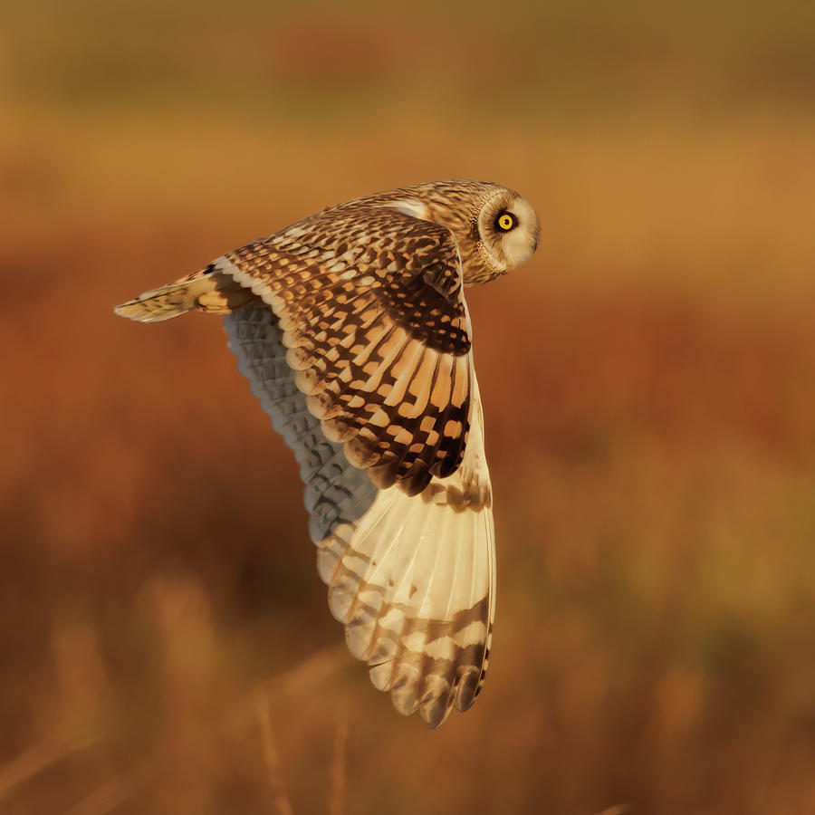 Golden Hour Short Eared Owl Photograph by Angie Vogel