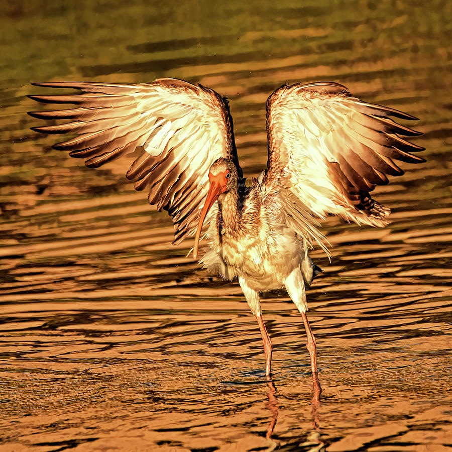 Wading Birds Photograph - Golden Hour by Stuart Harrison