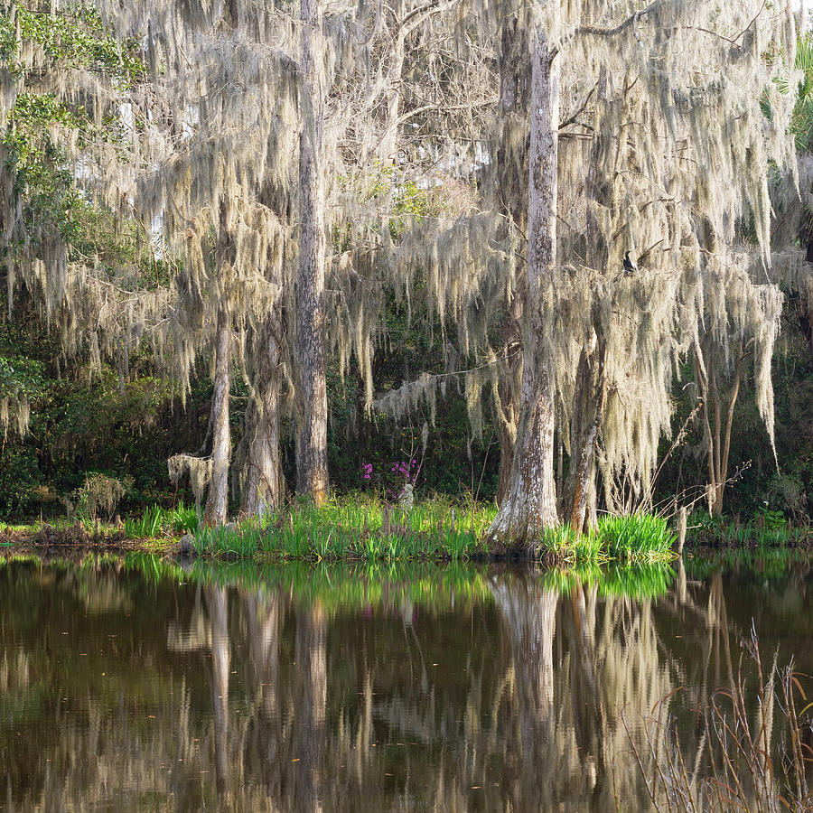 Golden Hour Trees Magnolia Plantation Photograph by Zach Wade - Fine ...