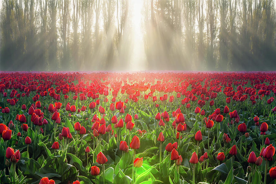 Golden Hour Tulips Photograph by Michael Rauwolf