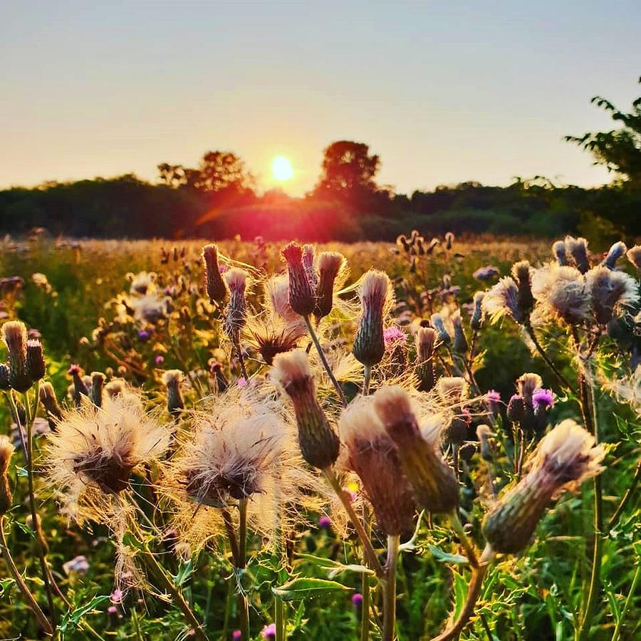 Golden Hour Wildflowers Photograph by Andrea Whitaker