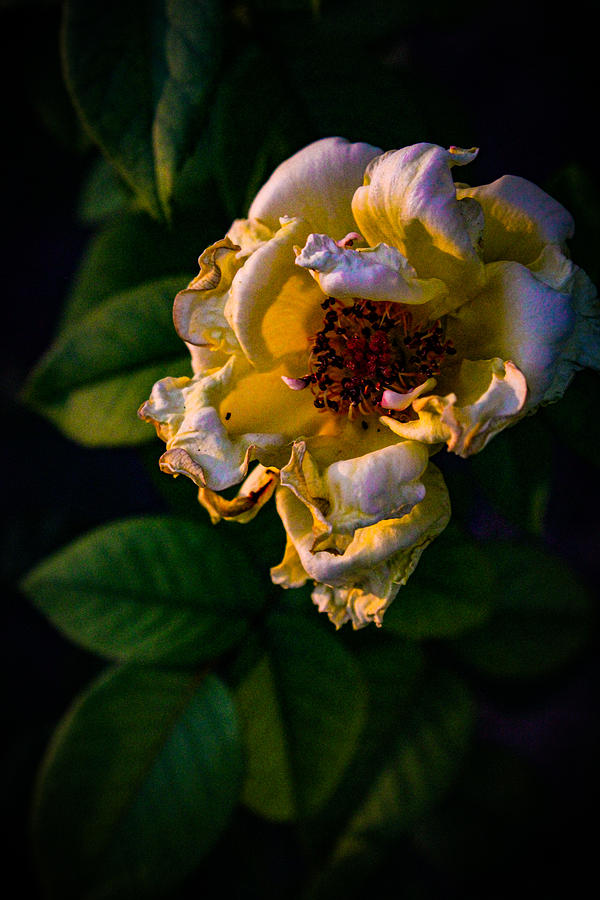 Golden Hour Yellow Rose Photograph by W Craig Photography