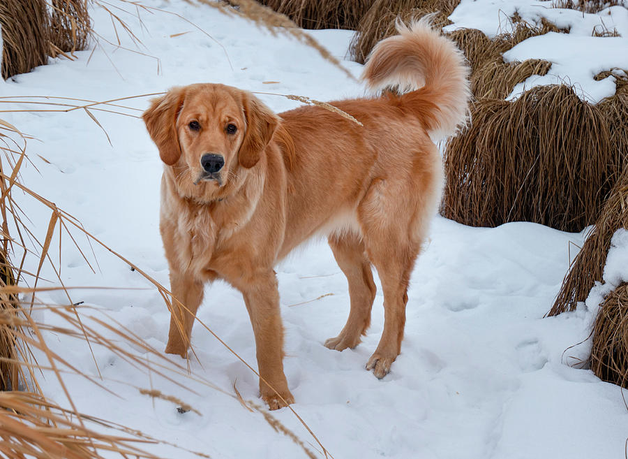 Winter Photograph - Golden in snow by Phil And Karen Rispin