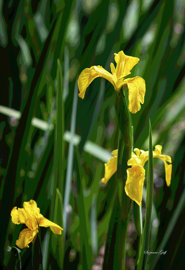 Golden Iris Garden - Posterized Photograph by Suzanne Gaff