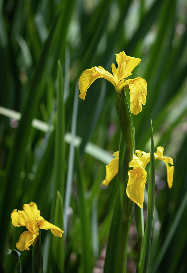 Golden Iris Garden Photograph by Suzanne Gaff