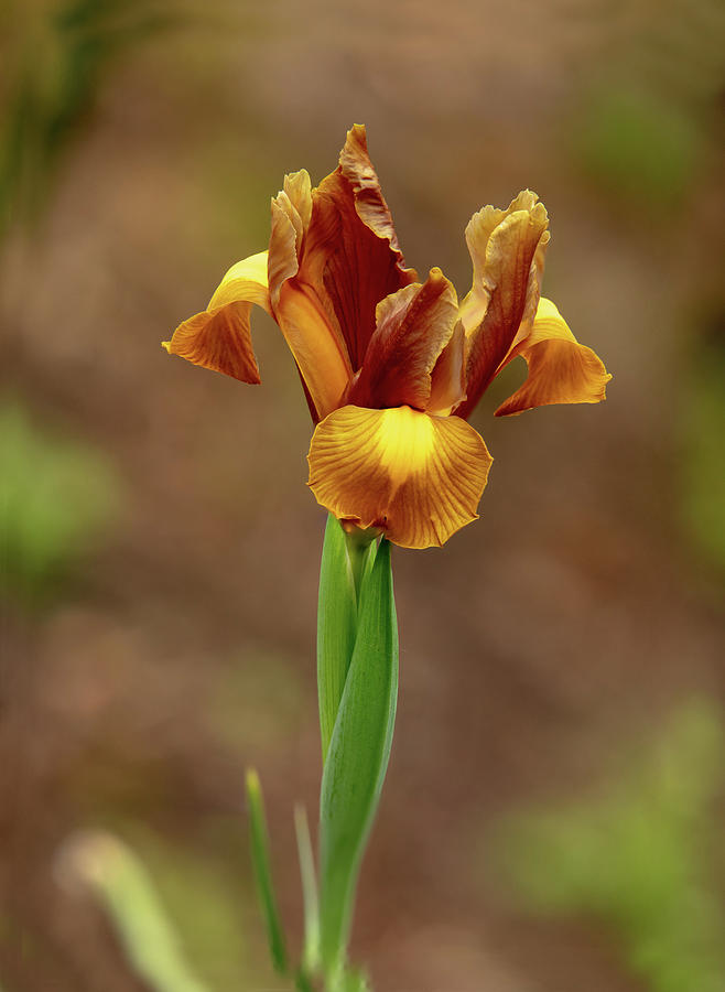 Golden Iris Photograph by Mary Jo Allen