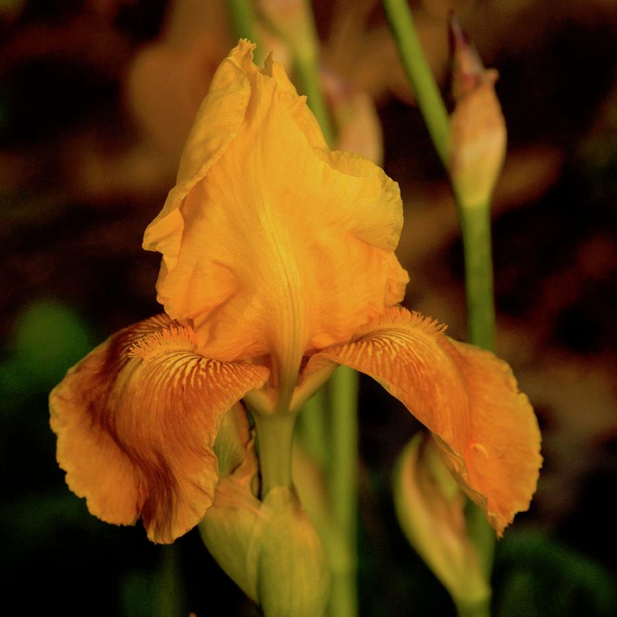 Golden Iris Photograph by Richard Cummings