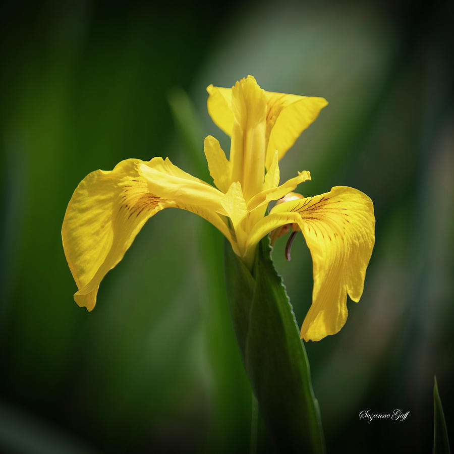 Golden Iris Photograph by Suzanne Gaff