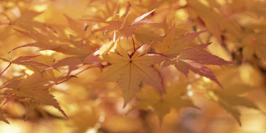 Golden Japanese Maple Leaves Photograph by Catherine Avilez