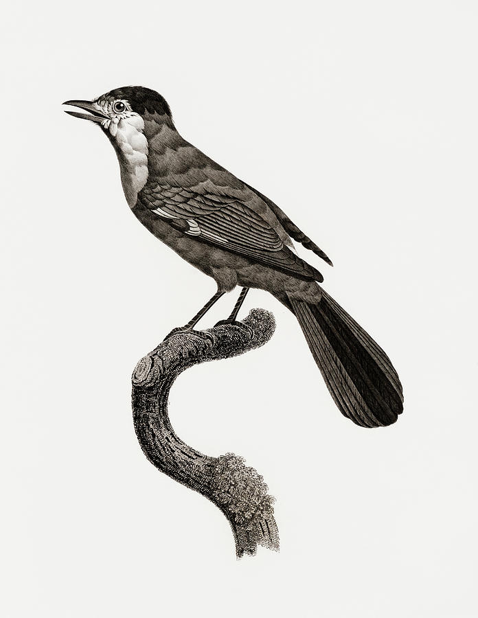 Golden Jay -  Vintage Bird Illustration - Birds Of Paradise - Jacques Barraband - Ornithological Art Digital Art by Studio Grafiikka