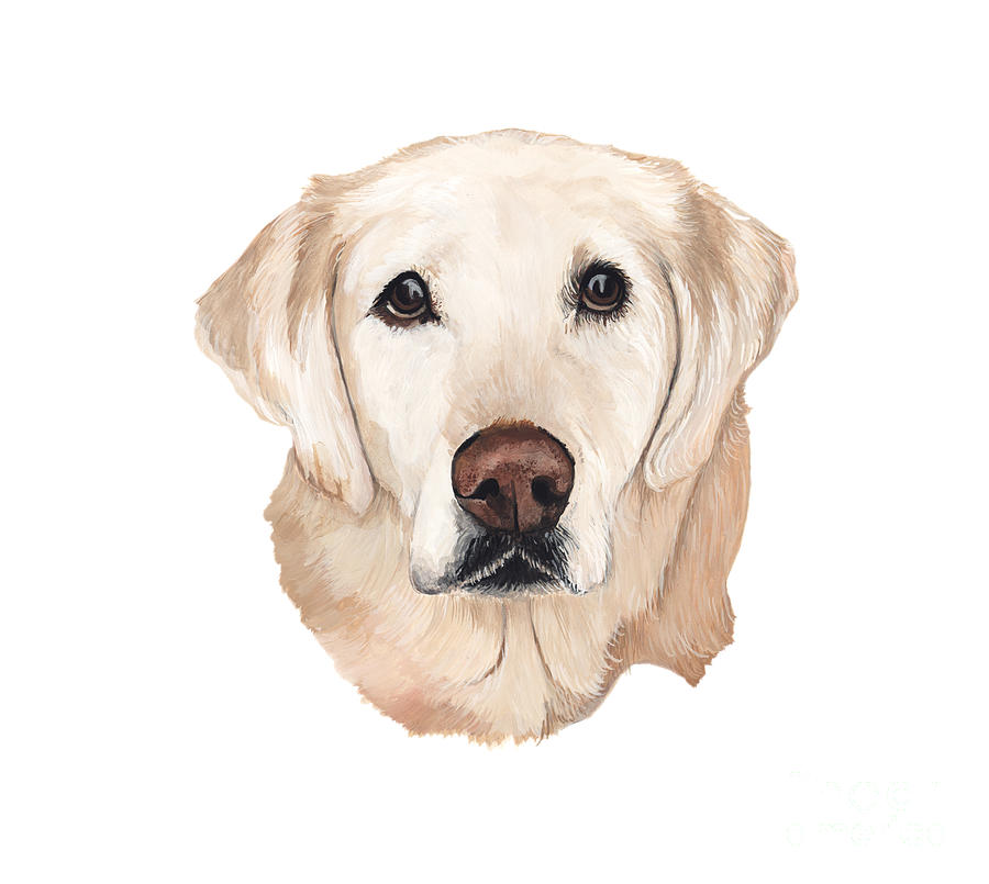 Golden Lab Painting - Golden Lab by Liane Weyers