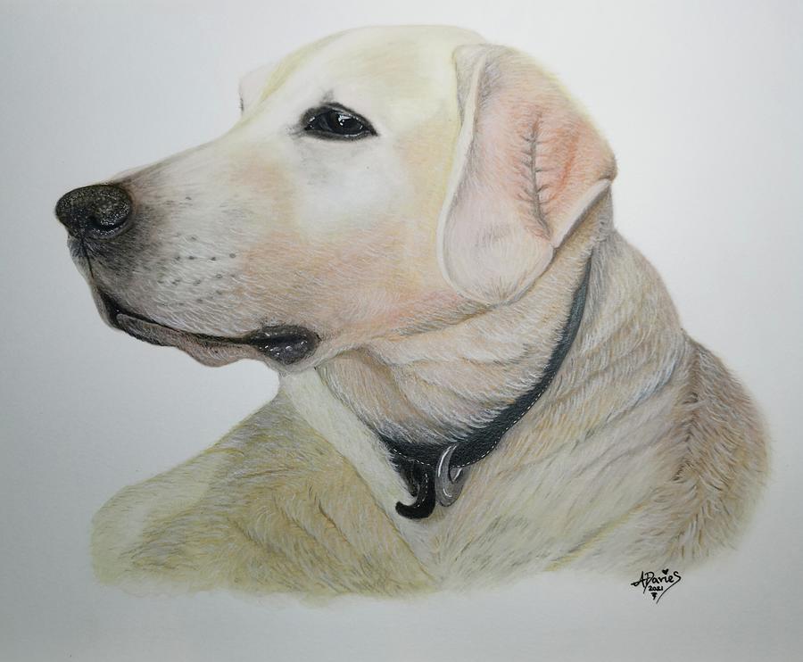 Golden Labrador Drawing by Angela Davies Fine Art America