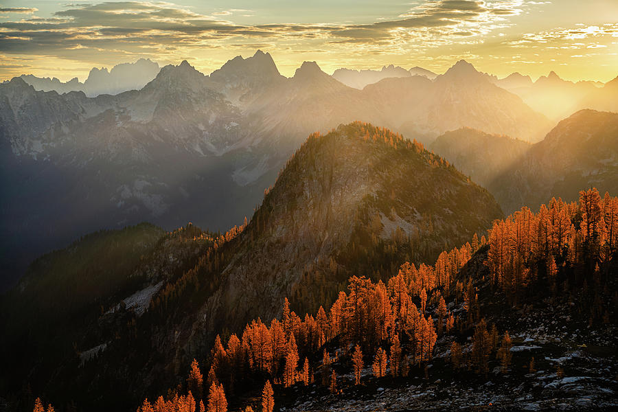 Mountain Photograph - Golden Larch by Ian Stotesbury