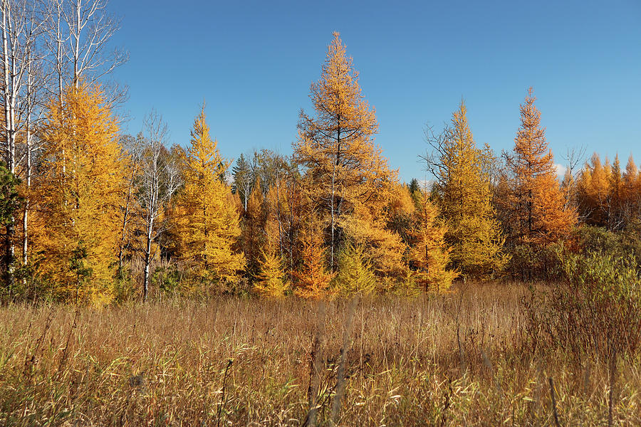 Golden Larch Trees Photograph by David T Wilkinson