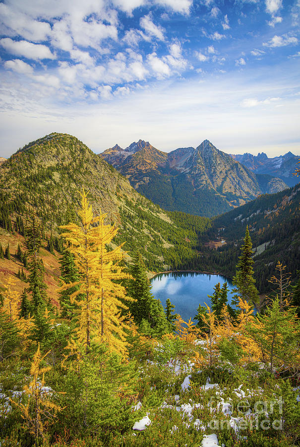Golden larches above Lake Ann Photograph by Inge Johnsson