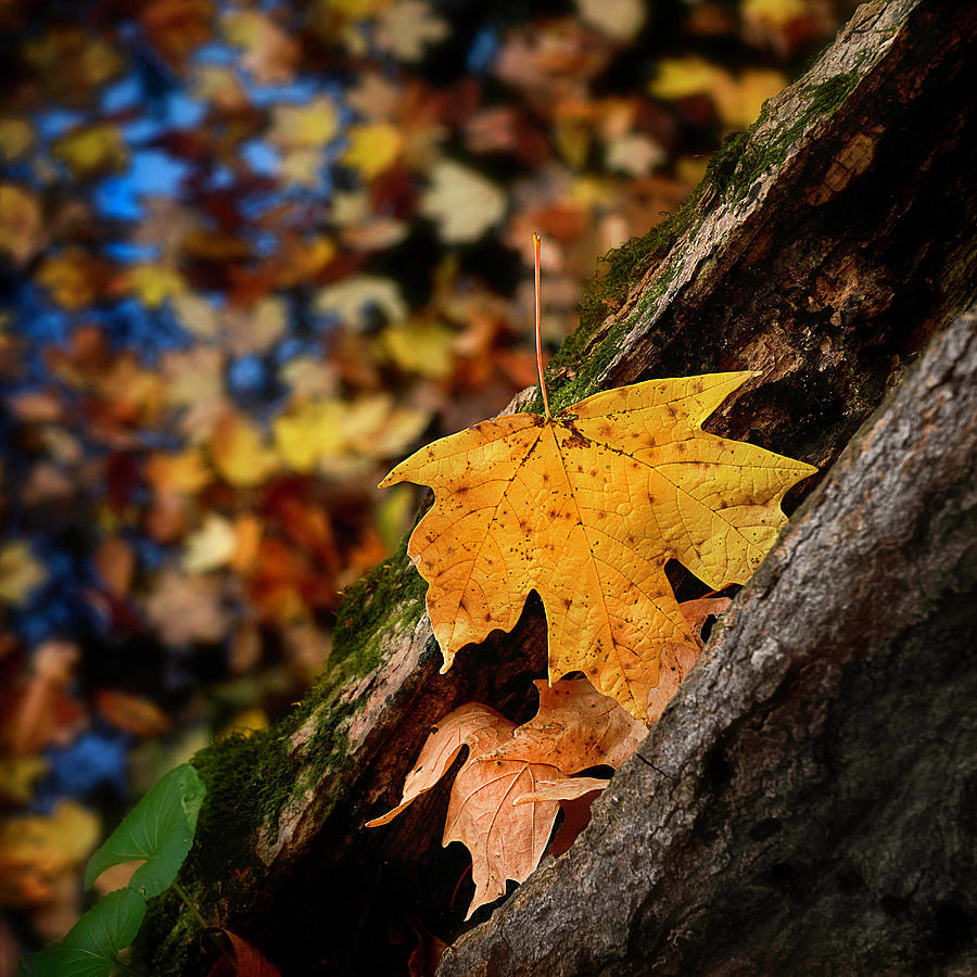 Golden Leaf 2 Photograph by Wendell Thompson