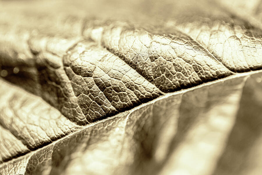 Golden Leaf Abstract Photograph by Tanya C Smith