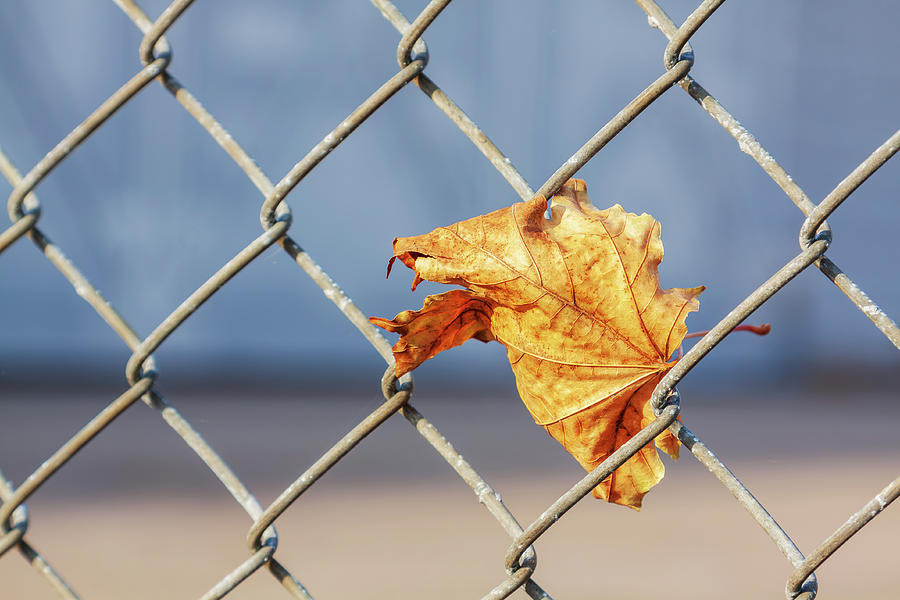 Golden leaf caught on a fence Photograph by Tatiana Travelways