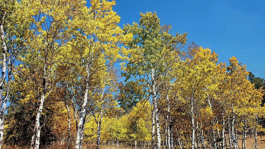 Golden Leaved Trees Black Hills Photograph by Cathy Anderson