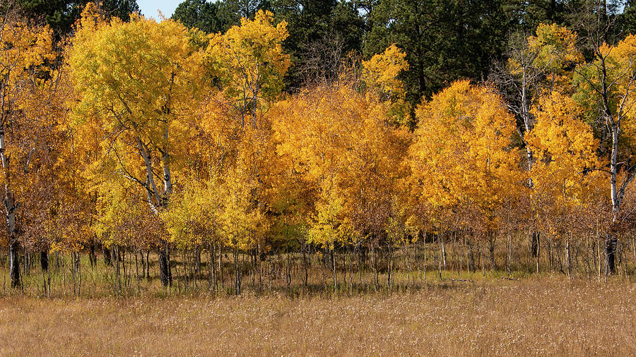 Golden Leaves Black Hills Photograph by Cathy Anderson
