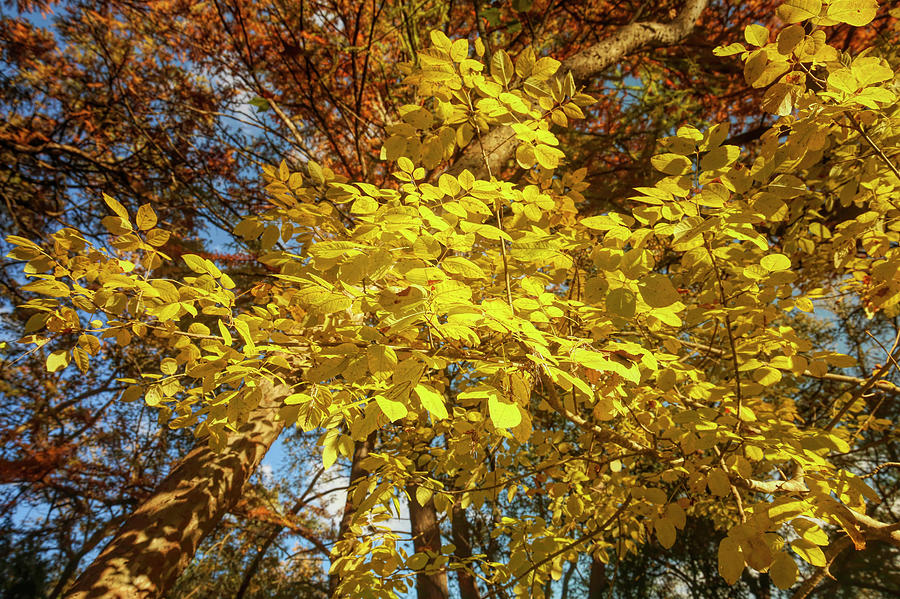 Golden Leaves Of Autumn Photograph