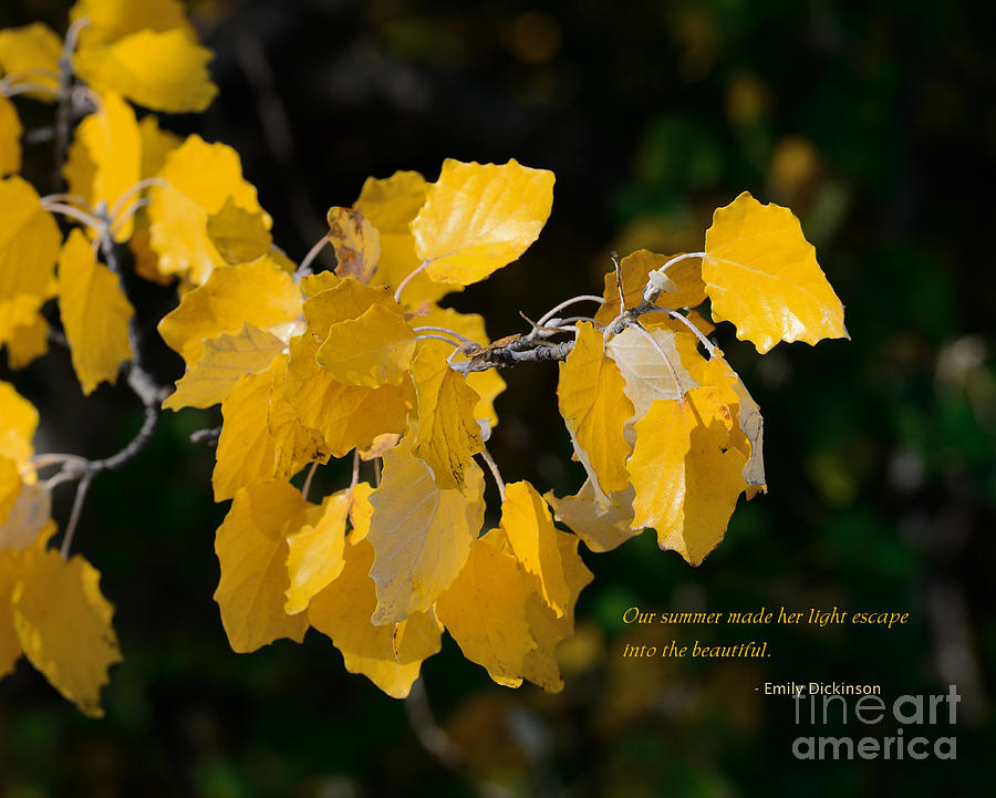 Golden Leaves with Text Photograph by Kae Cheatham