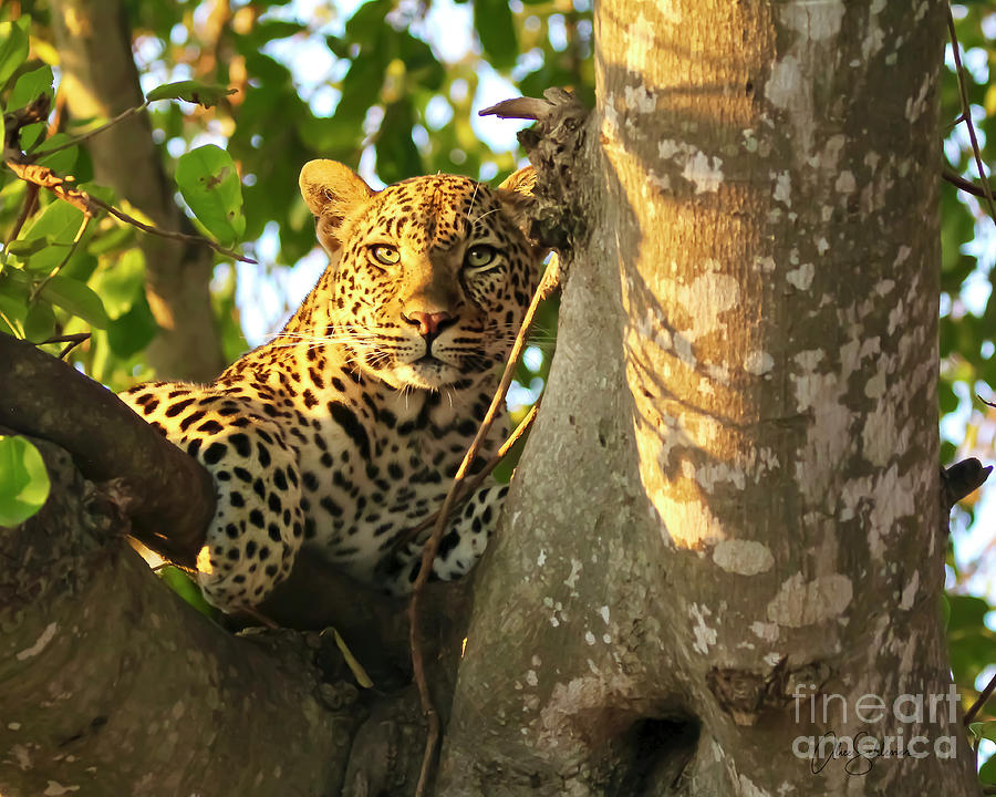 Golden Leopard  Photograph by Alice Schlesier