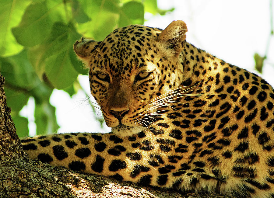 https://images.fineartamerica.com/images/artworkimages/mediumlarge/3/golden-leopard-paula-joyce.jpg